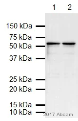 Western blot - Anti-beta III Tubulin antibody - Neuronal Marker (AB18207)