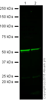 Western blot - Anti-beta III Tubulin antibody [TU-20] - Neuronal Marker (ab7751), expandable thumbnail