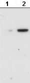 Western blot - Anti-beta III Tubulin (phospho S172) antibody (AB76286), expandable thumbnail