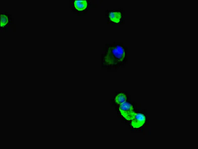 Immunocytochemistry/ Immunofluorescence - Anti-beta IV Tubulin antibody (AB222822)