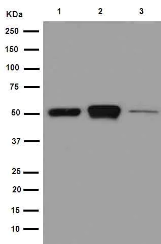 Western blot - Anti-beta IV Tubulin antibody [EPR16775] - BSA and Azide free (AB250103)