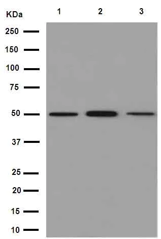 Western blot - Anti-beta IV Tubulin antibody [EPR16775] - BSA and Azide free (AB250103)
