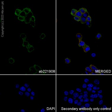 Immunocytochemistry/ Immunofluorescence - Anti-beta Synuclein antibody [EP1537Y] - BSA and Azide free (ab221908), expandable thumbnail