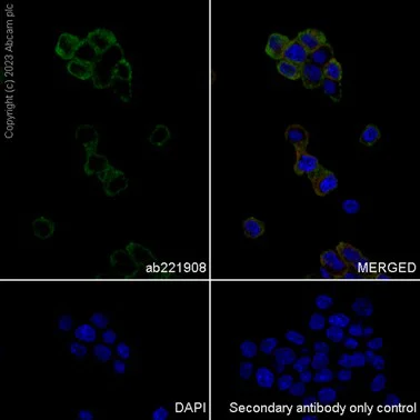 Immunocytochemistry/ Immunofluorescence - Anti-beta Synuclein antibody [EP1537Y] - BSA and Azide free (AB221908)