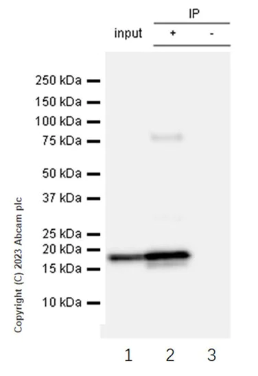 Immunoprecipitation - Anti-beta Synuclein antibody [EP1537Y] - BSA and Azide free (AB221908)