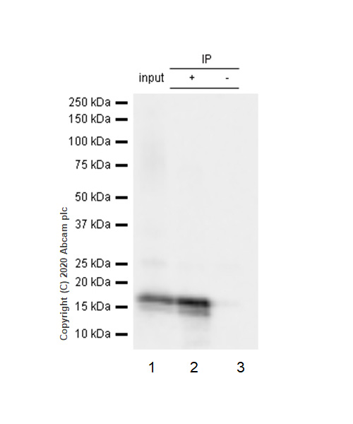 Immunoprecipitation - Anti-beta Synuclein antibody [EP1537Y] - BSA and Azide free (AB221908), expandable thumbnail