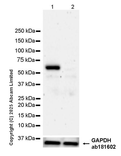 Western blot - Anti-Beta TRCP/HOS antibody [EPR25381-38] (AB324049), expandable thumbnail
