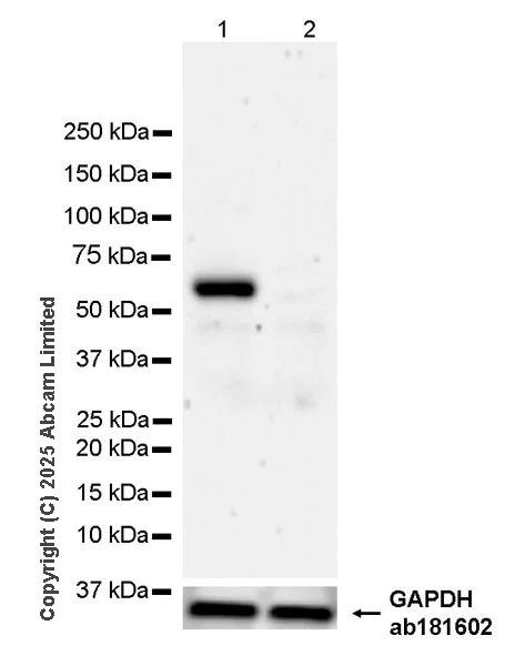 Western blot - Anti-Beta TRCP/HOS antibody [EPR25381-38] (AB324049)