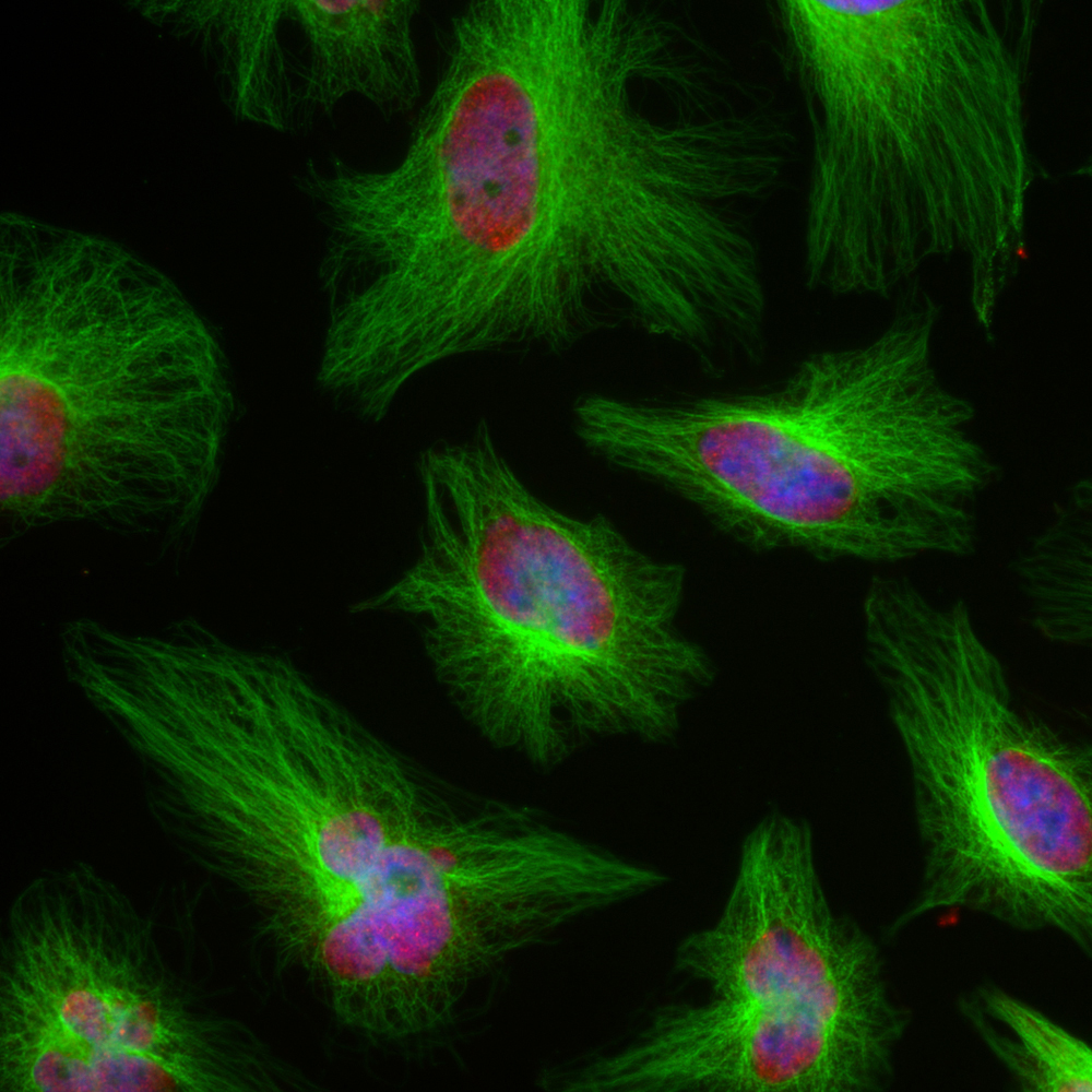Immunocytochemistry/ Immunofluorescence - Anti-beta Tubulin antibody [1B12] (AB315211), expandable thumbnail