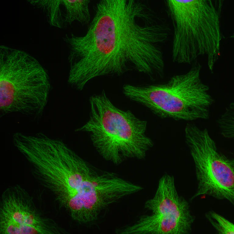 Immunocytochemistry/ Immunofluorescence - Anti-beta Tubulin antibody [1B12] - Loading Control (AB315211)