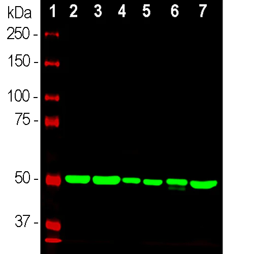 Western blot - Anti-beta Tubulin antibody [1B12] - Loading Control (AB315211)
