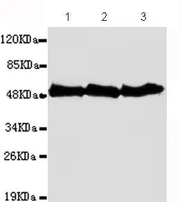 Western blot - Anti-beta Tubulin antibody [1E1-E8-H4] - Loading Control (AB131205)