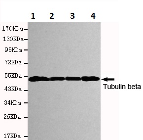 Western blot - Anti-beta Tubulin antibody [1E1-E8-H4] - Loading Control (AB131205), expandable thumbnail