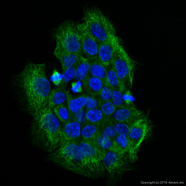 Immunocytochemistry/ Immunofluorescence - Anti-beta Tubulin antibody [AA2] (AB231082), expandable thumbnail