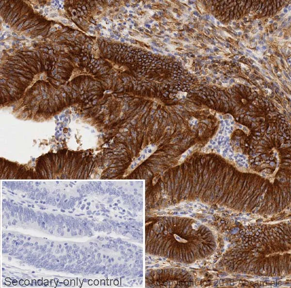 Immunohistochemistry (Formalin/PFA-fixed paraffin-embedded sections) - Anti-beta Tubulin antibody [AA2] - Loading Control (AB231082)