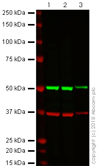 Western blot - Anti-beta Tubulin antibody [AA2] - Loading Control (AB231082)
