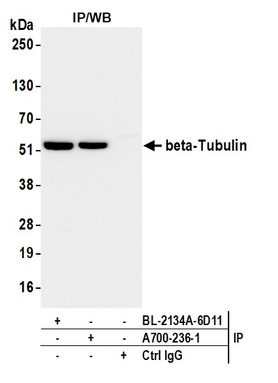 Immunoprecipitation - Anti-beta-Tubulin antibody [BLR236K] - BSA free (AB314069), expandable thumbnail