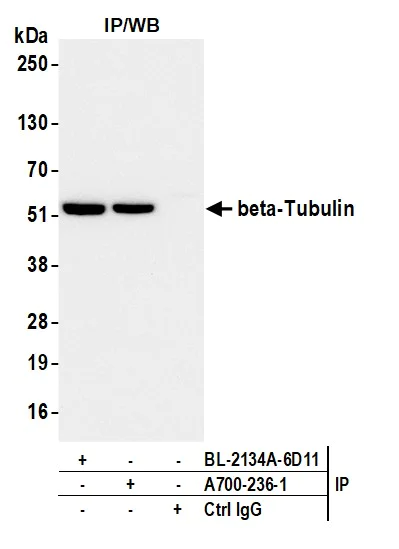 Immunoprecipitation - Anti-beta-Tubulin antibody [BLR236K] - BSA free (AB314069)