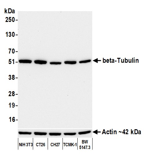 Western blot - Anti-beta-Tubulin antibody [BLR236K] - BSA free (AB314069), expandable thumbnail