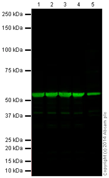 Western blot - Anti-beta Tubulin antibody [EP1331Y] - BSA and Azide free (AB247336)