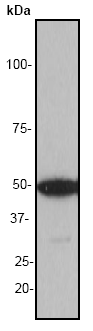 Western blot - Anti-beta Tubulin antibody [EP1331Y] - BSA and Azide free (AB247336), expandable thumbnail