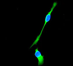 Immunocytochemistry/ Immunofluorescence - Anti-beta Tubulin antibody [EPR1330] - BSA and Azide free (AB226028)