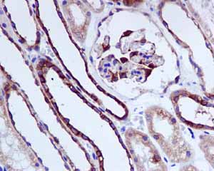 Immunohistochemistry (Formalin/PFA-fixed paraffin-embedded sections) - Anti-beta Tubulin antibody [EPR1330] - Loading Control (ab108342), expandable thumbnail