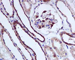 Immunohistochemistry (Formalin/PFA-fixed paraffin-embedded sections) - Anti-beta Tubulin antibody [EPR1330] - Loading Control (AB108342)
