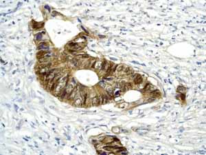 Immunohistochemistry (Formalin/PFA-fixed paraffin-embedded sections) - Anti-beta Tubulin antibody [EPR1330] - Loading Control (ab108342), expandable thumbnail