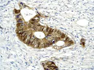 Immunohistochemistry (Formalin/PFA-fixed paraffin-embedded sections) - Anti-beta Tubulin antibody [EPR1330] - Loading Control (AB108342)