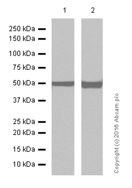 Western blot - Anti-beta Tubulin antibody [EPR1330] - Loading Control (AB108342), expandable thumbnail