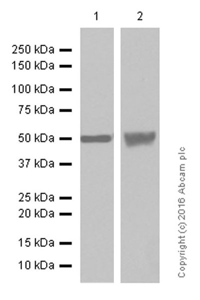 Western blot - Anti-beta Tubulin antibody [EPR1330] - Loading Control (AB108342), expandable thumbnail