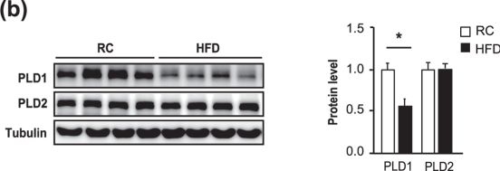 Western blot - Anti-beta Tubulin antibody [EPR1330] - Loading Control (ab108342), expandable thumbnail