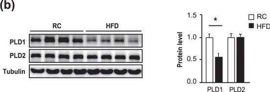 Western blot - Anti-beta Tubulin antibody [EPR1330] - Loading Control (AB108342)