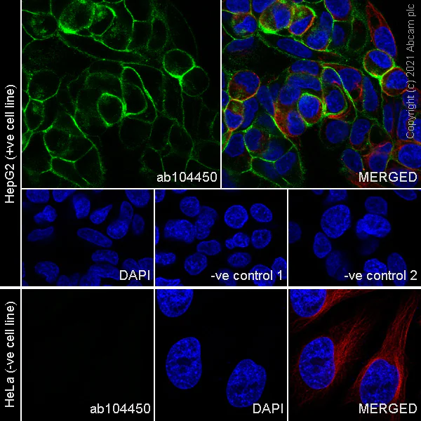 Immunocytochemistry/ Immunofluorescence - Anti-beta Tubulin antibody [EPR16774] - Loading Control (AB179513)