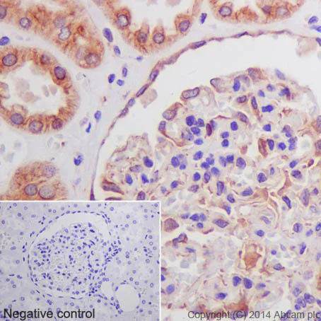 Immunohistochemistry (Formalin/PFA-fixed paraffin-embedded sections) - Anti-beta Tubulin antibody [EPR16774] - Loading Control (AB179513)