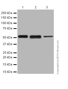 Western blot - Anti-beta Tubulin antibody [EPR16774] - Loading Control (AB179513)
