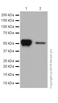 Western blot - Anti-beta Tubulin antibody [EPR16774] - Loading Control (ab179513), expandable thumbnail