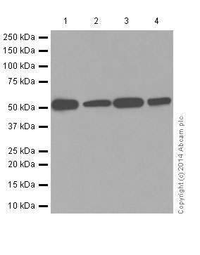 Western blot - Anti-beta Tubulin antibody [EPR16774] - Loading Control (AB179513), expandable thumbnail