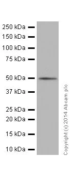 Western blot - Anti-beta Tubulin antibody [EPR16774] - Loading Control (AB179513)