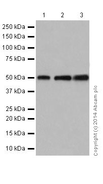 Western blot - Anti-beta Tubulin antibody [EPR16774] - Loading Control (AB179513), expandable thumbnail