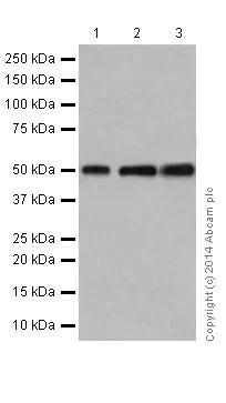 Western blot - Anti-beta Tubulin antibody [EPR16774] - Loading Control (AB179513)