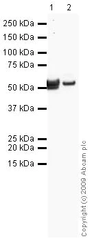 Western blot - Anti-beta Tubulin antibody - Loading Control (AB15568)