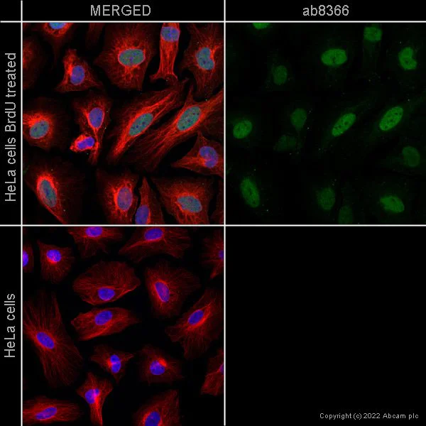 Immunocytochemistry/ Immunofluorescence - Anti-beta Tubulin antibody - Loading Control (AB6046)