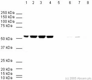Western blot - Anti-beta Tubulin antibody - Loading Control (AB6046)