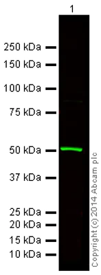 Western blot - Anti-beta Tubulin antibody - Loading Control (AB6046)