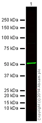 Western blot - Anti-beta Tubulin antibody - Loading Control (AB6046)