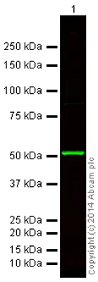 Western blot - Anti-beta Tubulin antibody - Loading Control (AB6046)