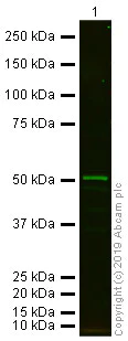 Western blot - Anti-beta Tubulin antibody - Loading Control (AB6046)