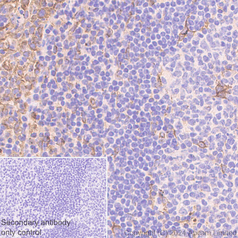 Immunohistochemistry (Formalin/PFA-fixed paraffin-embedded sections) - Anti-beta V Tubulin antibody [AA17] (AB322871)